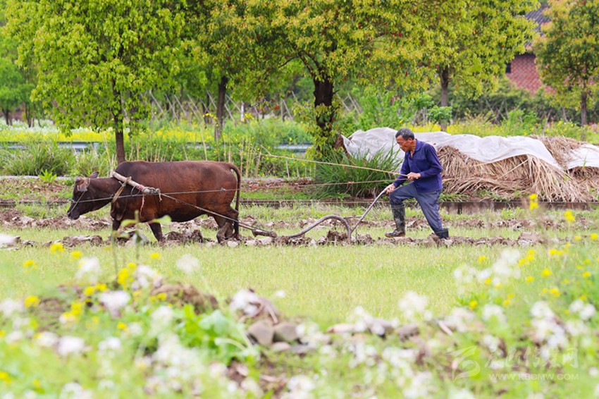 清明將至，各地農(nóng)事忙