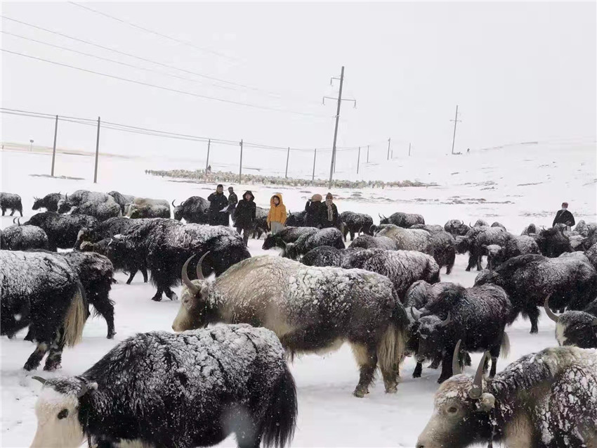 地處“云端之上”生命禁區(qū)“的農(nóng)行石渠支行80后青年益西多吉說(shuō)”今年疫情流行，大伙冒雪下鄉(xiāng)送金融服務(wù)，新年首日就為農(nóng)戶發(fā)放了3000多萬(wàn)元，點(diǎn)亮百姓牦牛致富夢(mèng)，疫情終將過(guò)去，筑夢(mèng)春天，我們協(xié)力點(diǎn)燃牧民發(fā)展信心“.jpg